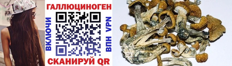 где можно купить наркотик  Белая Холуница  Псилоцибиновые грибы MAGIC MUSHROOMS 